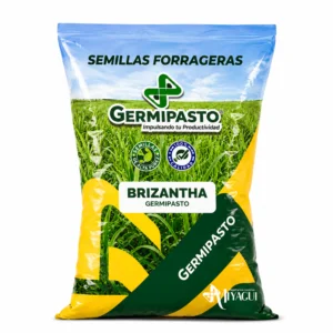 Brizantha