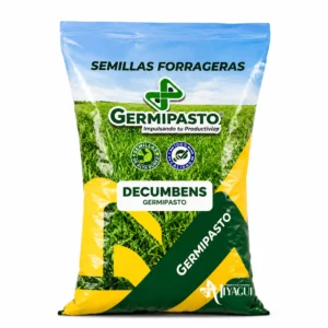 Decumbens