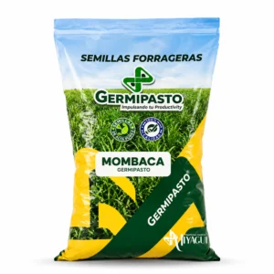 Mombaca