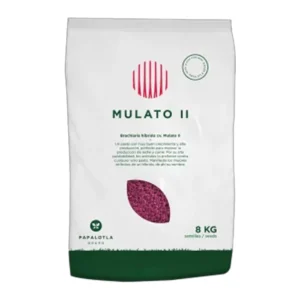 Mulato II