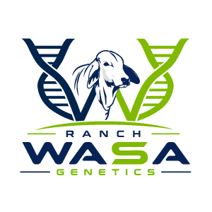 WASA